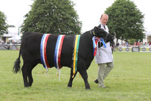 Rodmead Aberdeen Angus Bonnie Lass