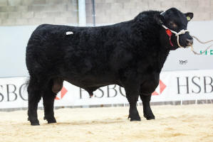 Rodmead Aberdeen Angus Primero