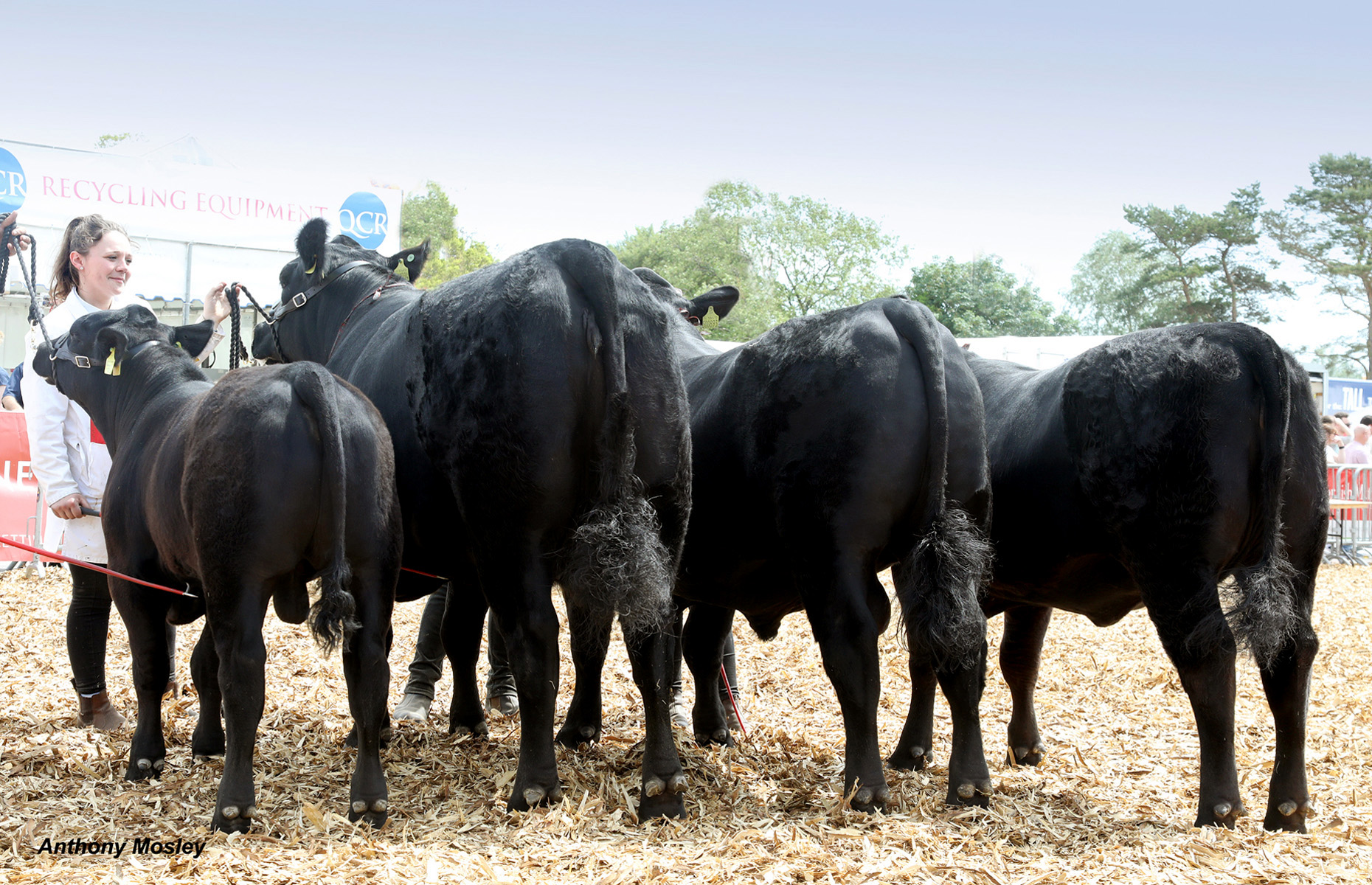 Rodmead Aberdeen Angus News