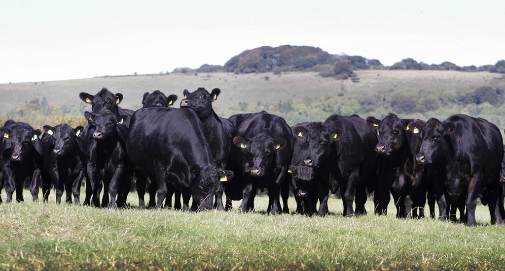 Rodmead Aberdeen Angus